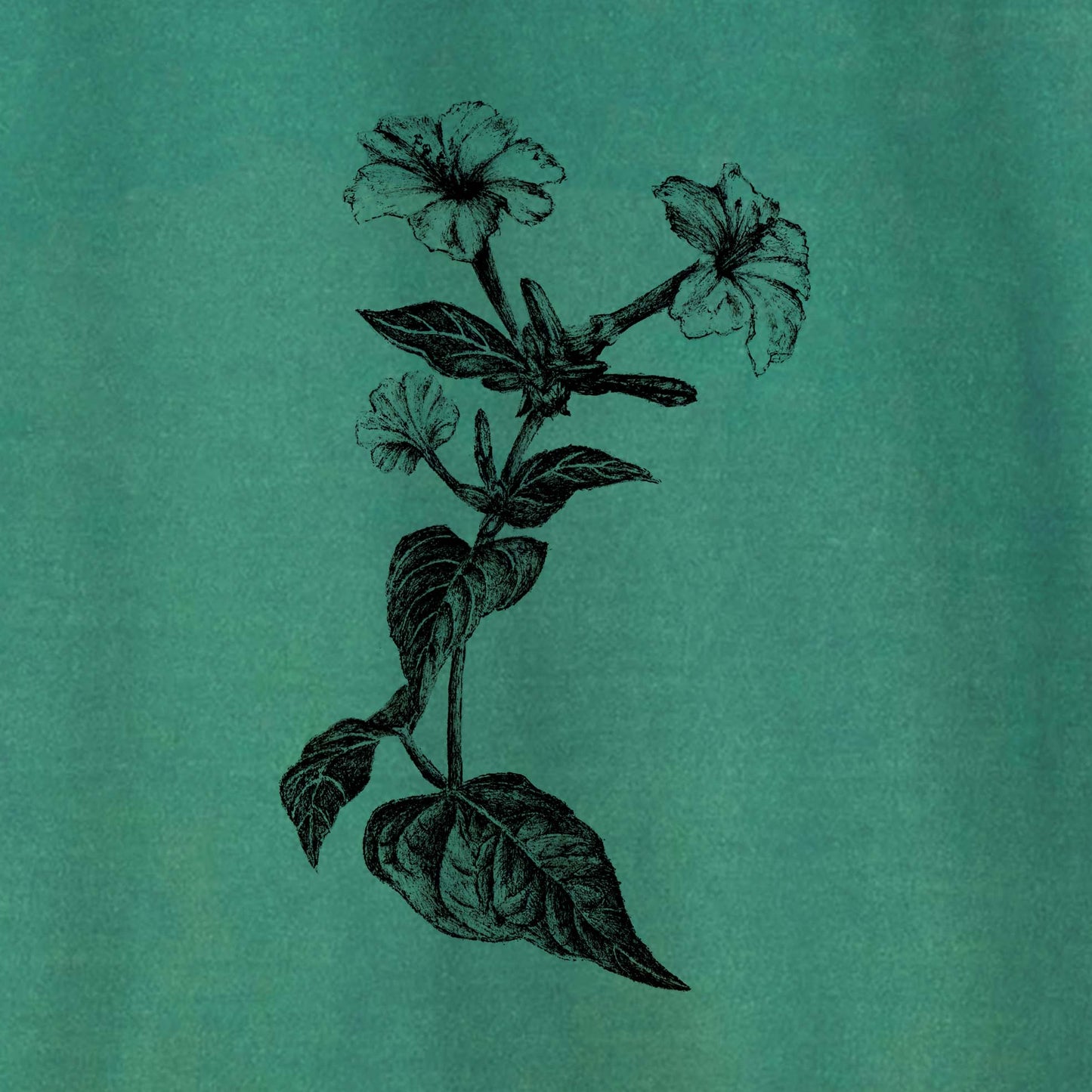 Camiseta Amazônia JALAPÃO - FLOR DA JALAPA - VERDE ESTONADO - cód 10003